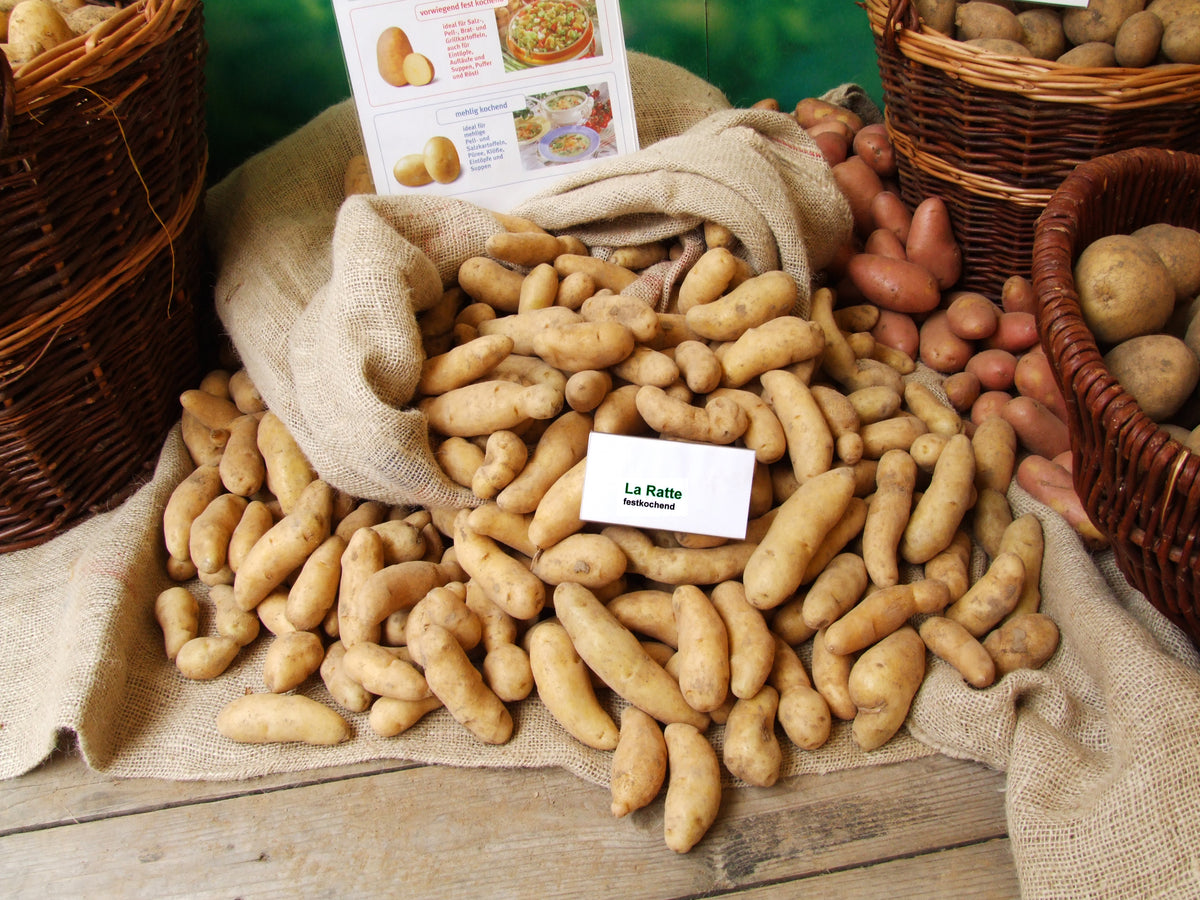 Aardappelen, Rattes De Touquet, Klein
