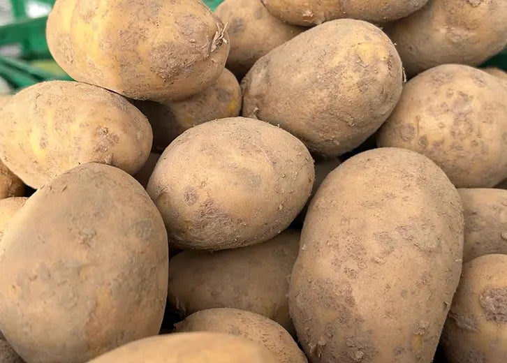 Aardappelen, Bintje