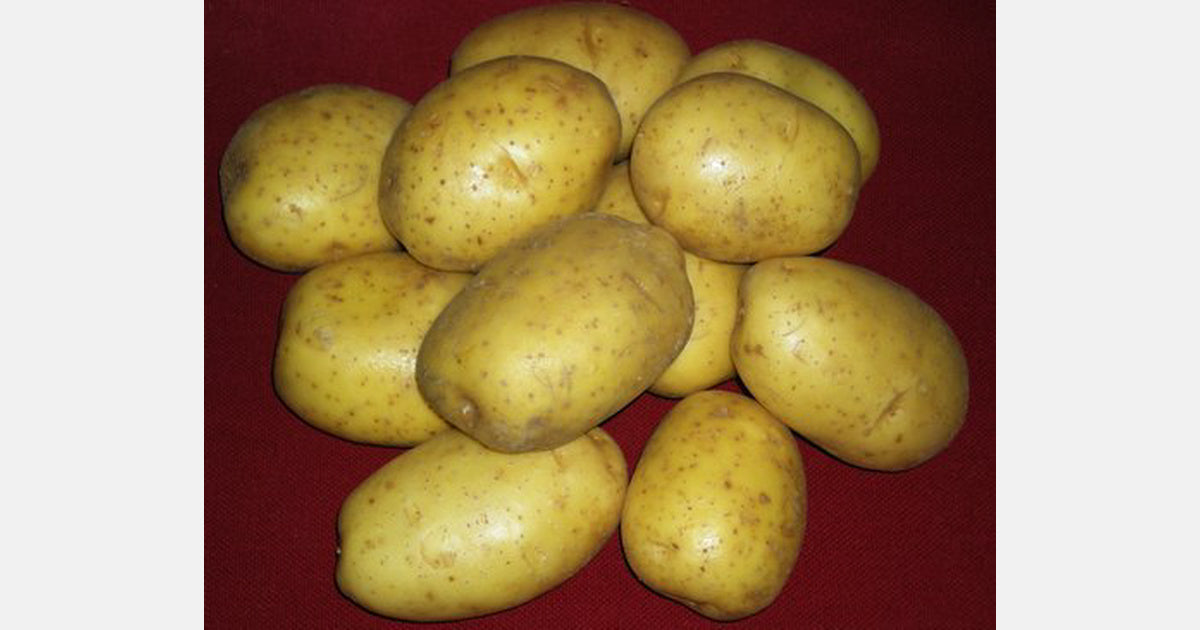 Aardappelen, Agata