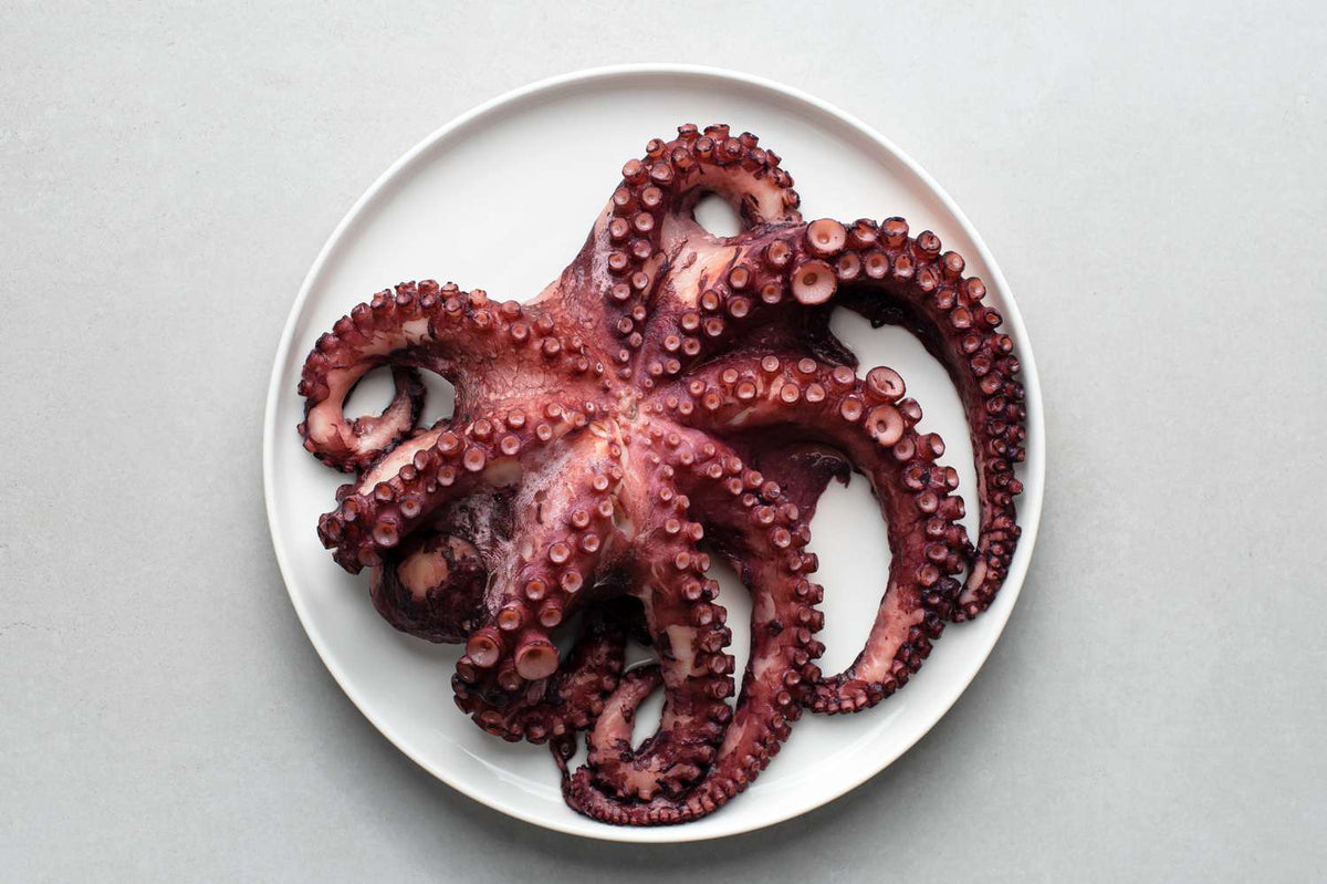 Pulpo Octopus