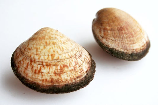 Amandelschelpjes