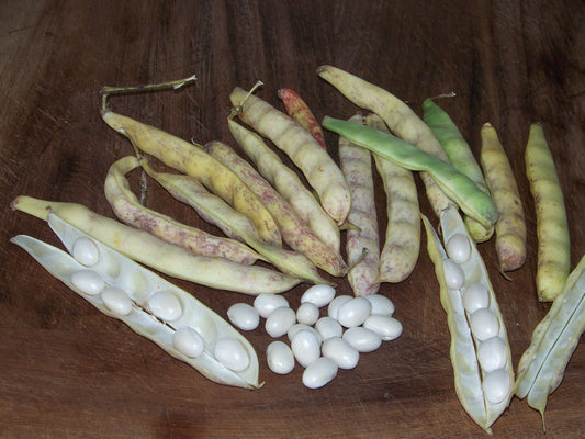 Witte Bonen, Cocos de paimpol