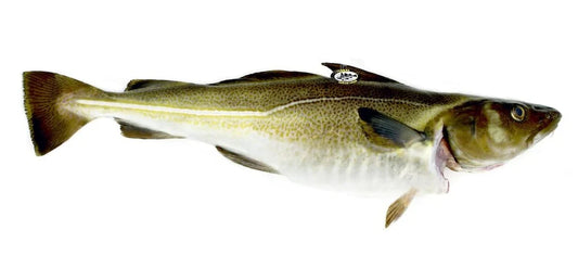 Kabeljauw, Geheel, Skrei