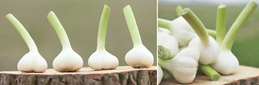 Knoflook, Verse