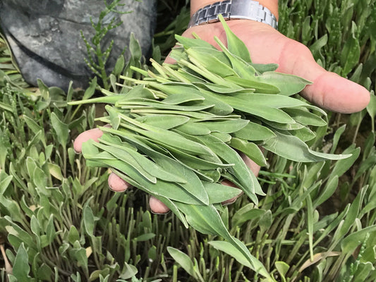 Lamsoren