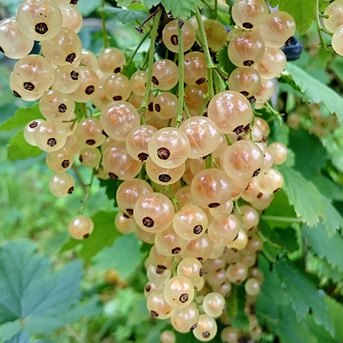 Aalbessen, Wit
