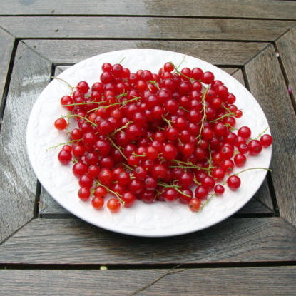 Aalbessen, Rood