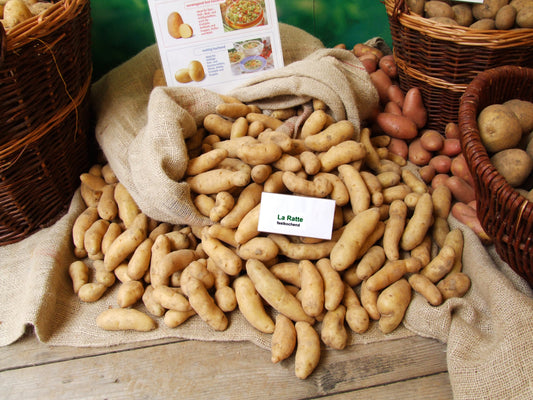 Aardappelen, Rattes De Touquet, Klein