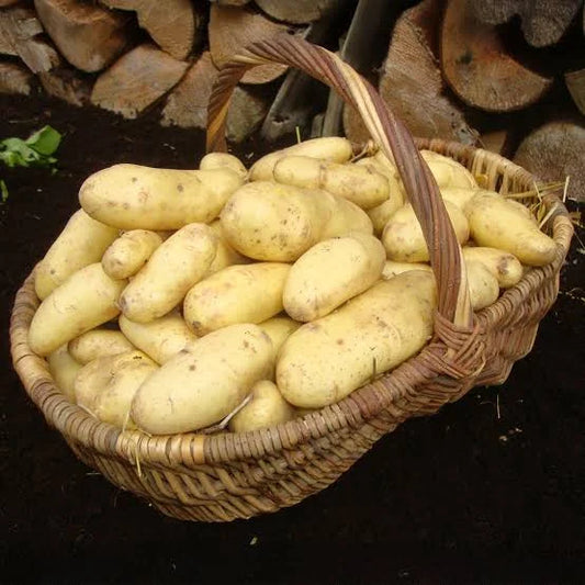 Aardappelen, Belle De Fontenay