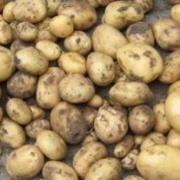Aardappelen, Berber