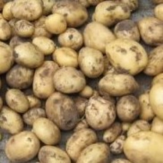 Aardappelen, Berber