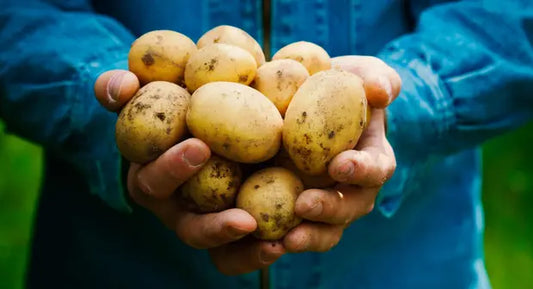 Aardappelen, Frietjes