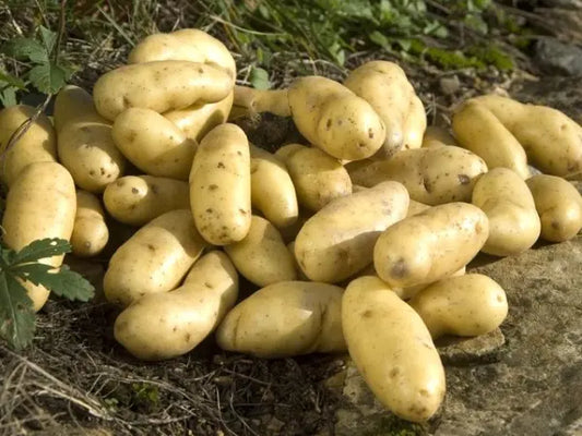 Aardappelen, Rattes De Touquet, Middel