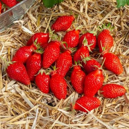 aardbeien, gariguette