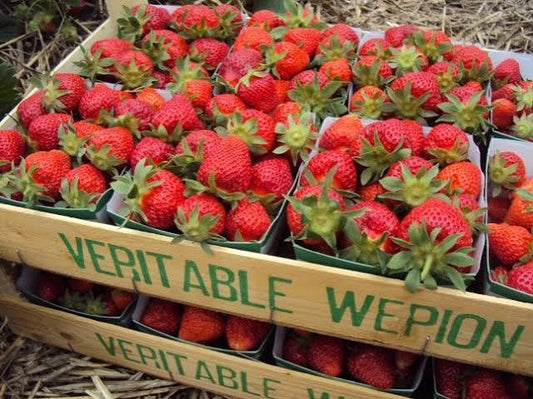 aardbeien, wépion