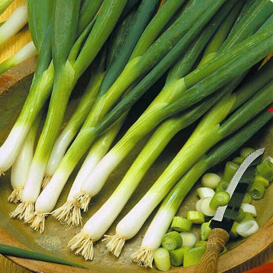 Ajuin, sjalot, pijpuitjes (echalotte verte)