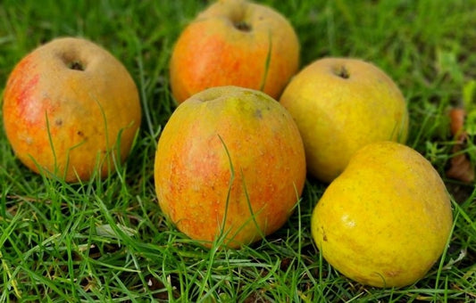 Appels, Schone Van Boskoop
