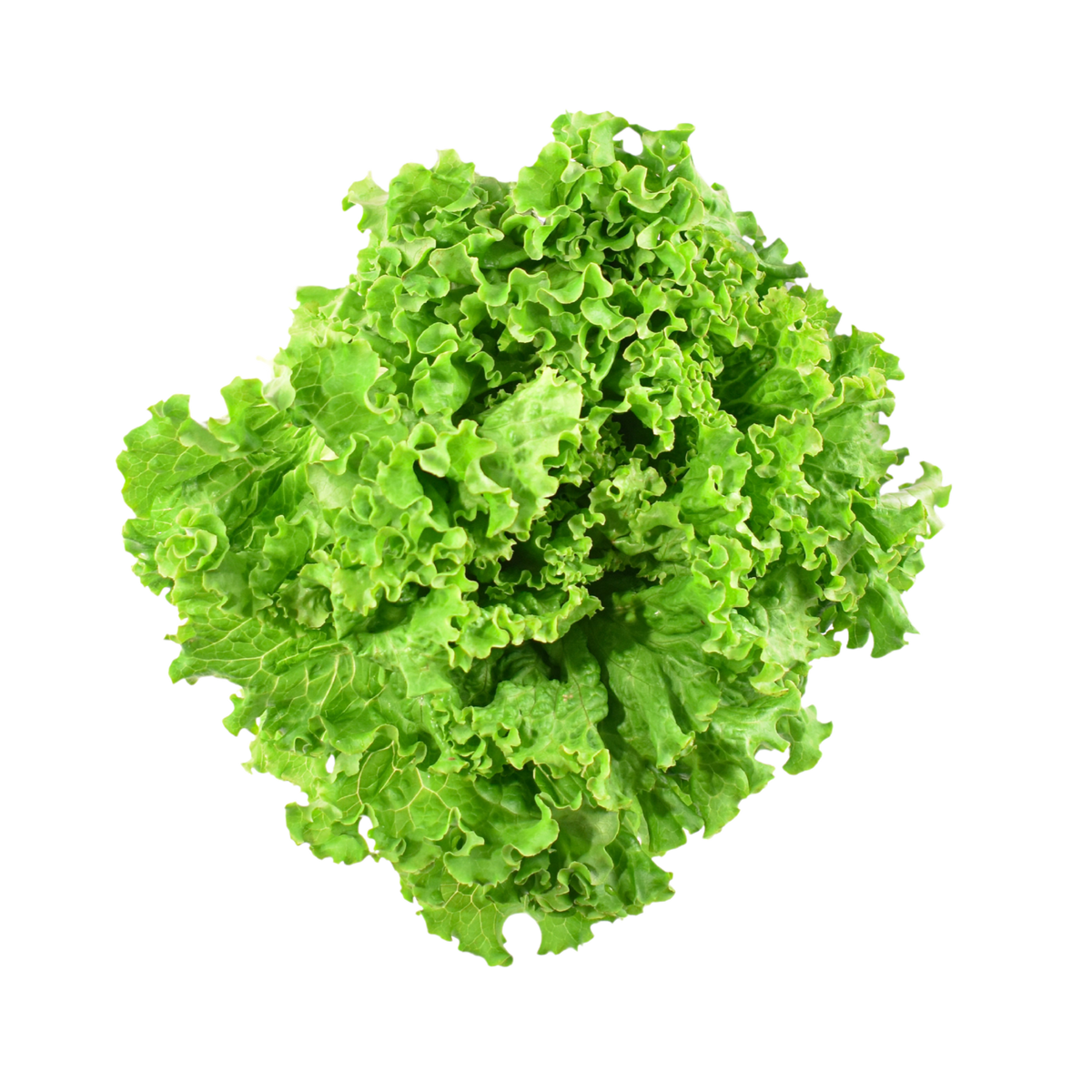 Salade, Batavia
