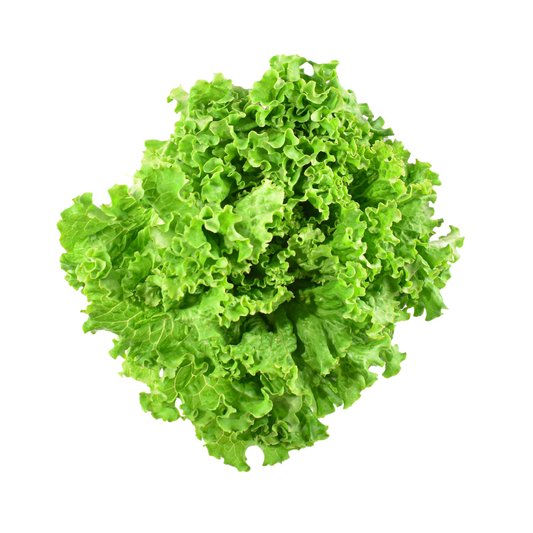 Salade, Batavia