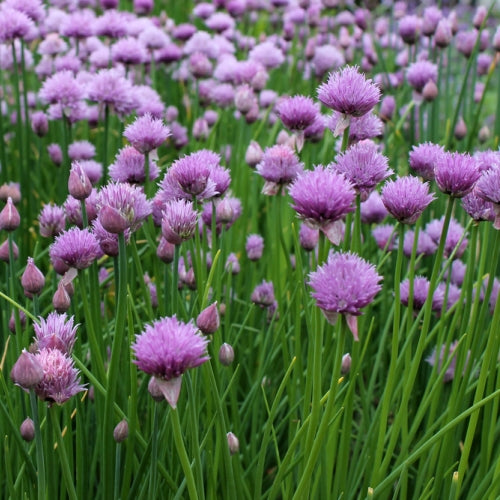 Bieslook, Bloempjes