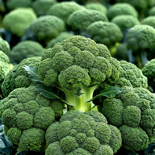 Brocolli