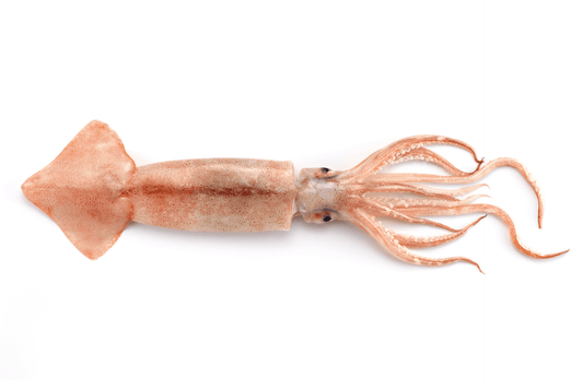 Calamars/ inktvis