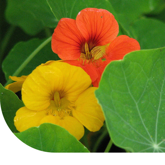 capucijnbloem
