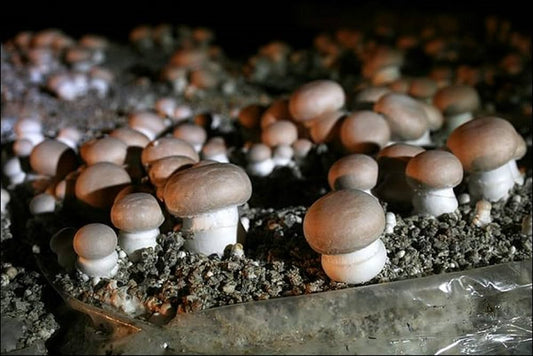 Champignons, "De Paris", Bruine