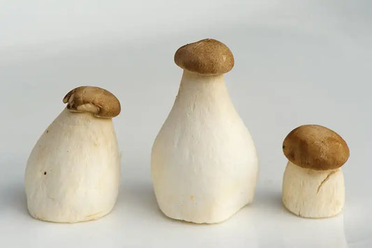 Champignon, Eryngu