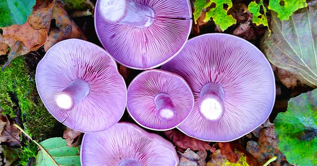 Champignon, Pied Bleu