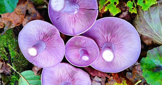 Champignon, Pied Bleu