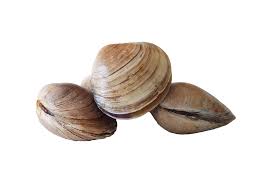 clams