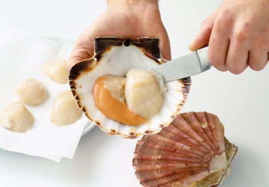 Coquilles st.jacques, Vers Uit Schelp