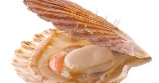 coquilles st. jacques in schelp vers