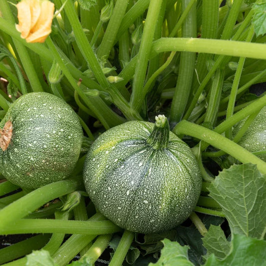 Courgettes, Rond