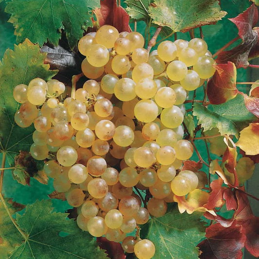 Druiven, Chasselas