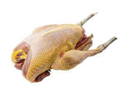 Fazant, Hen