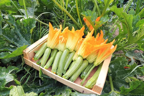 Fleur De Courgettes