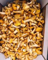 girolles, clou