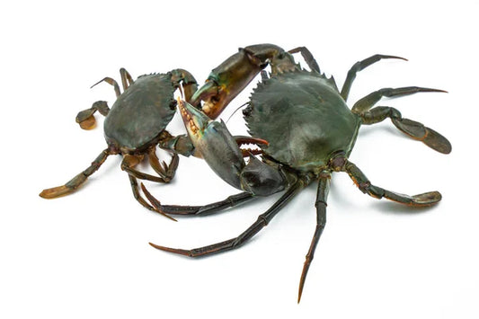 Krab, Kleine