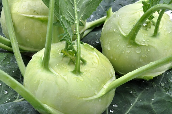 Koolrabi
