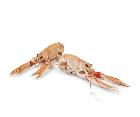Langoustines, 6/9/ Noorse Kreeftjes, Levend