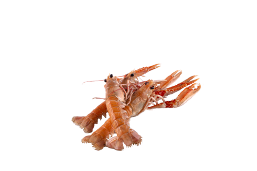 Langoustines, 15/20 / Noorse Kreeftjes, Levend