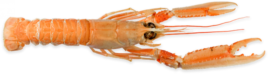 Langoustines, 8/12 / Noorse Kreeftjes, Levend