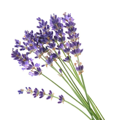 Lavendel