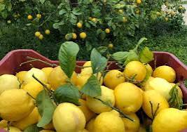 limone di siracusa igp organico, citroen van siracusa biologisch