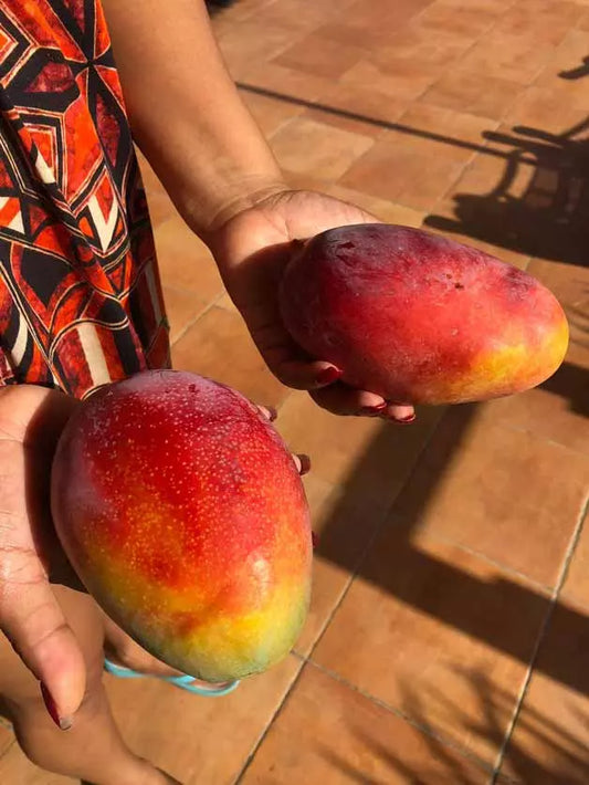 Mango, avion