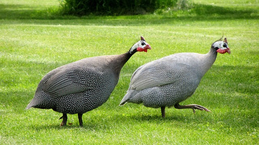 Parelhoen