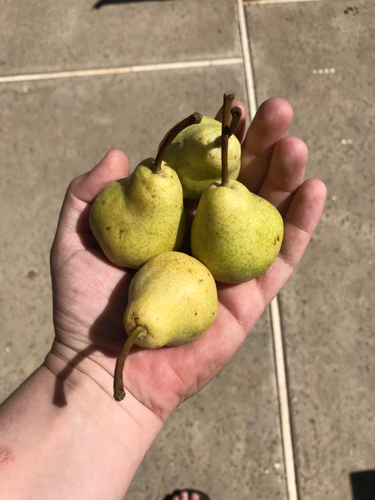 Peren, Mini