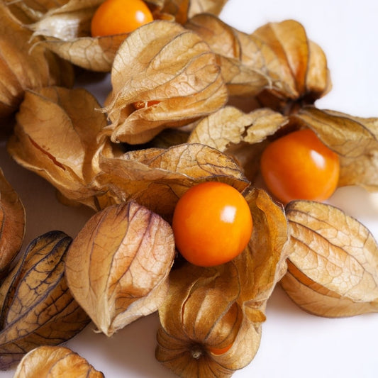 Physalis